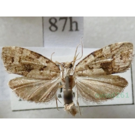 Celypha lacunana (Denis & Schiffermüller, 1775) Czech87h